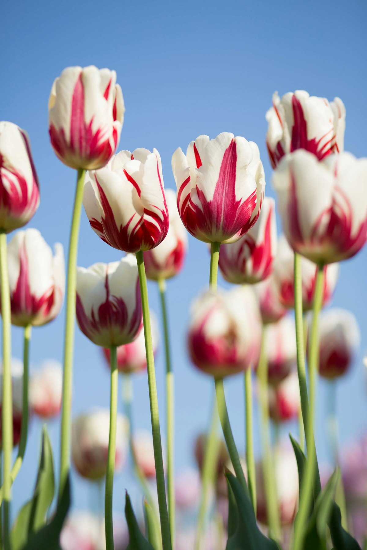 Atelier de fleuriste avec fleurs fraîches