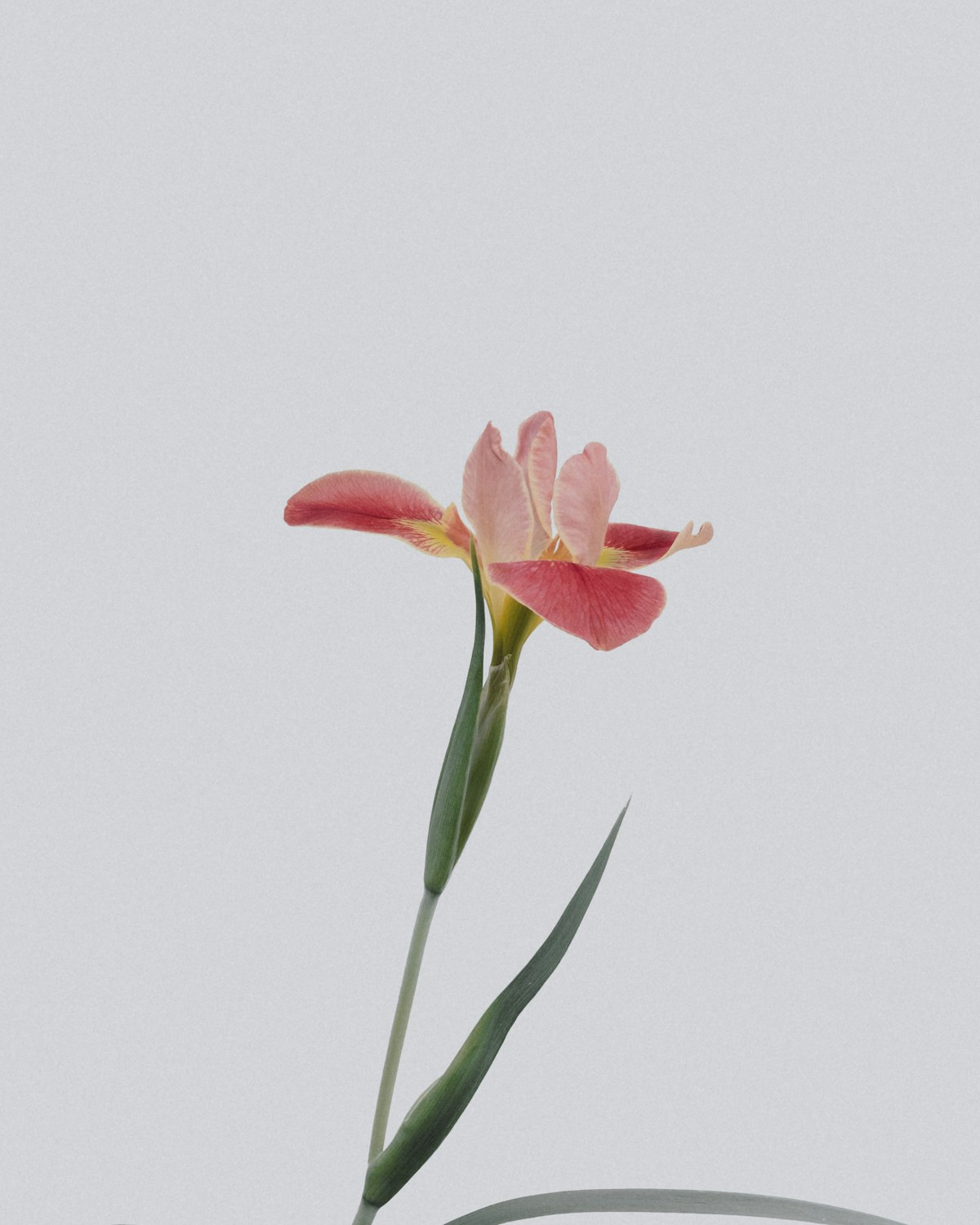 Composition florale blanche pour mariage